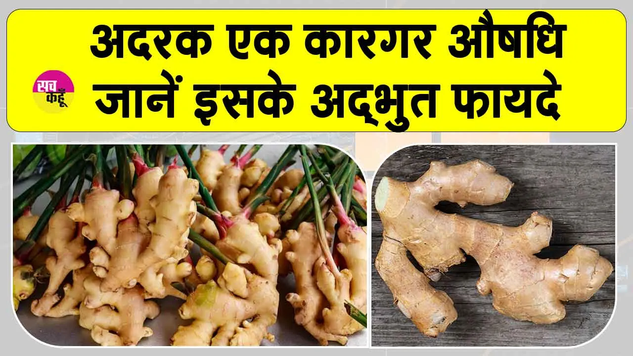 Benefits of ginger: वजन घटाने, शुगर कंट्रोल, सर्दी-जुकाम से लेकर पेट दर्द तक, हर परेशानी में कारगर अदरक