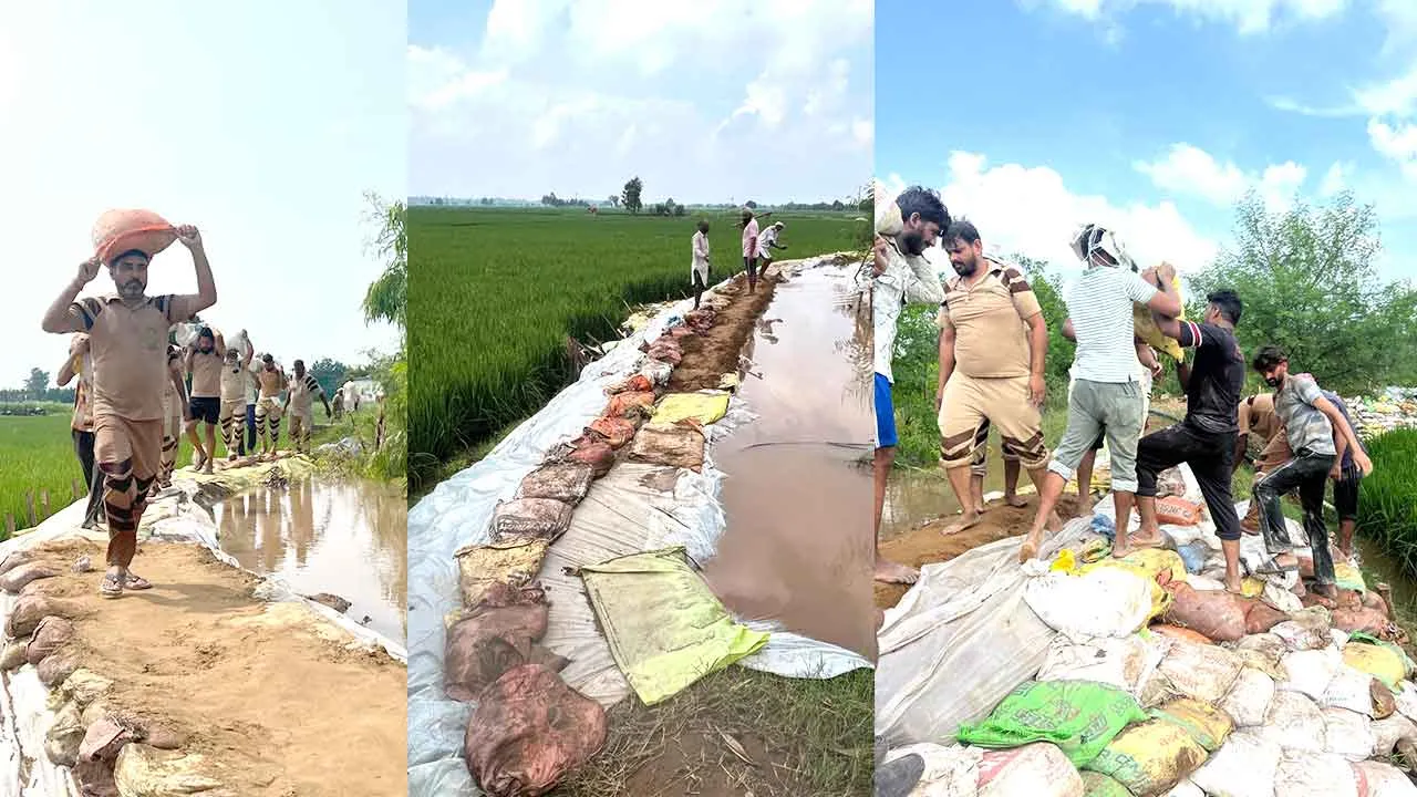 गुहला के रताखेड़ा में घग्गर के 440 फुट लंबे ओर 10 फुट ऊंचे बांध को सेवादारों ने बांधा, डूबने से बचाई हजारों एकड़ फसल