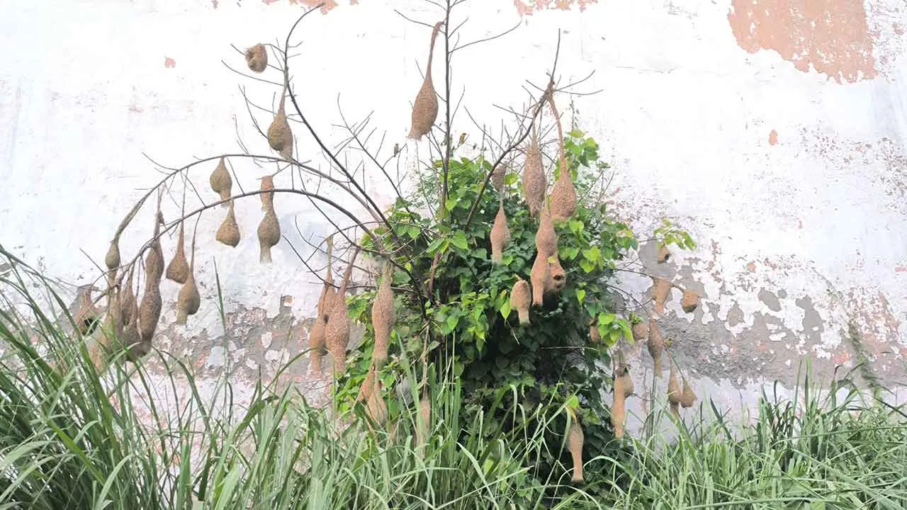 मुजफ्फरनगर के पचेड़ा गांव में बुनकर पक्षियों का अनोखा बसेरा