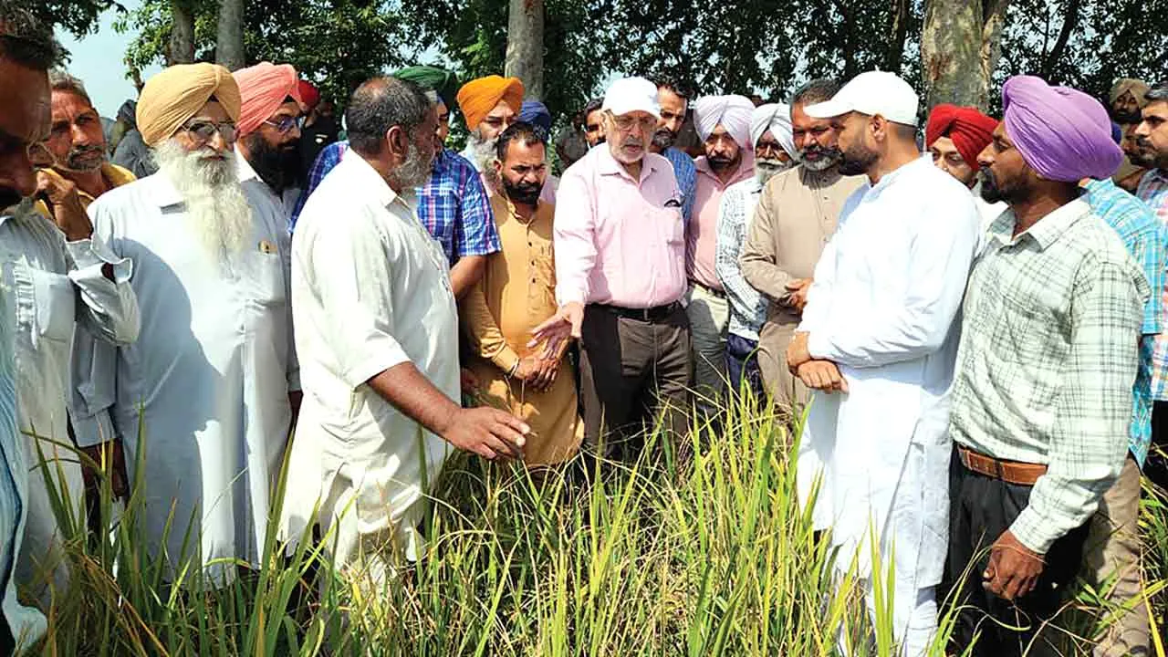 बौना वायरस व हल्दी रोग से हुए धान के नुक्सान का होगा विशेष सर्वेक्षण: डॉ. सिंह
