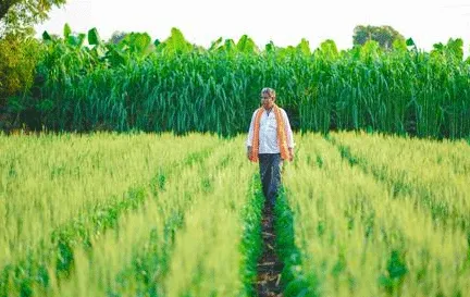 Kisan News: सरकार ने किसानों को दी राहत, धान पर बढ़ाई एमएसपी, इस दिन से शुरू होगी धान की खरीद