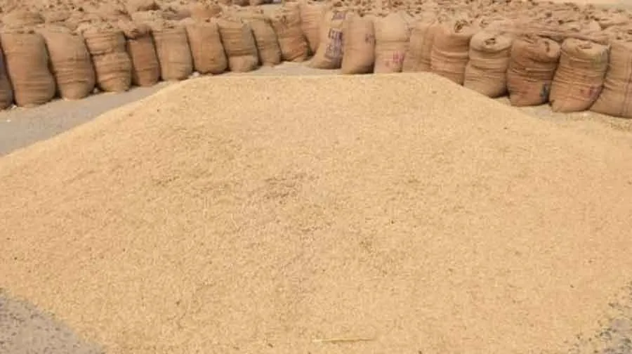 बठिंडा में धान की सरकारी खरीद कल से
