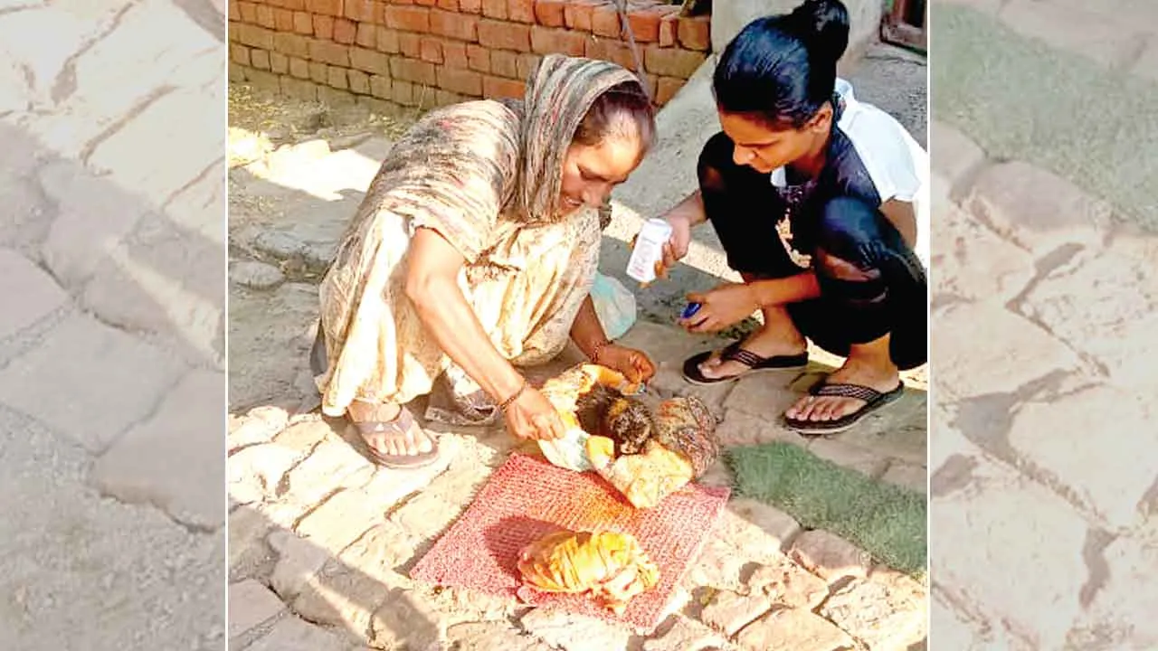 Welfare Work: डेरा श्रद्धालुओं ने दर्द से तड़प रहे पिल्ले की ली सुध