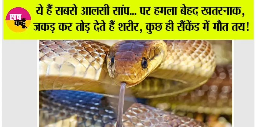 Snake News: आलसी लेकिन जानलेवा सांप, शांति के पीछे छुपा खतरा
