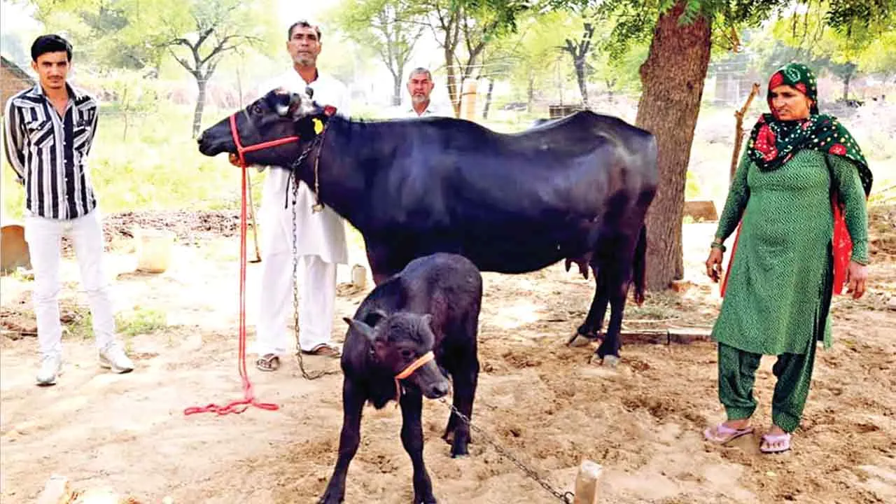 पातवान के किसान जयपाल सिंह की भैंस दुग्ध प्रतियोगिता में रही प्रथम
