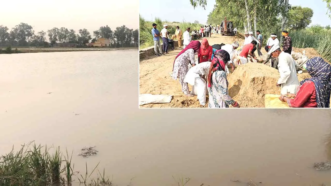 Bhakra Canal: भाखड़ा नहर की पटरी टूटी, 300 एकड़ फसल जलमग्न