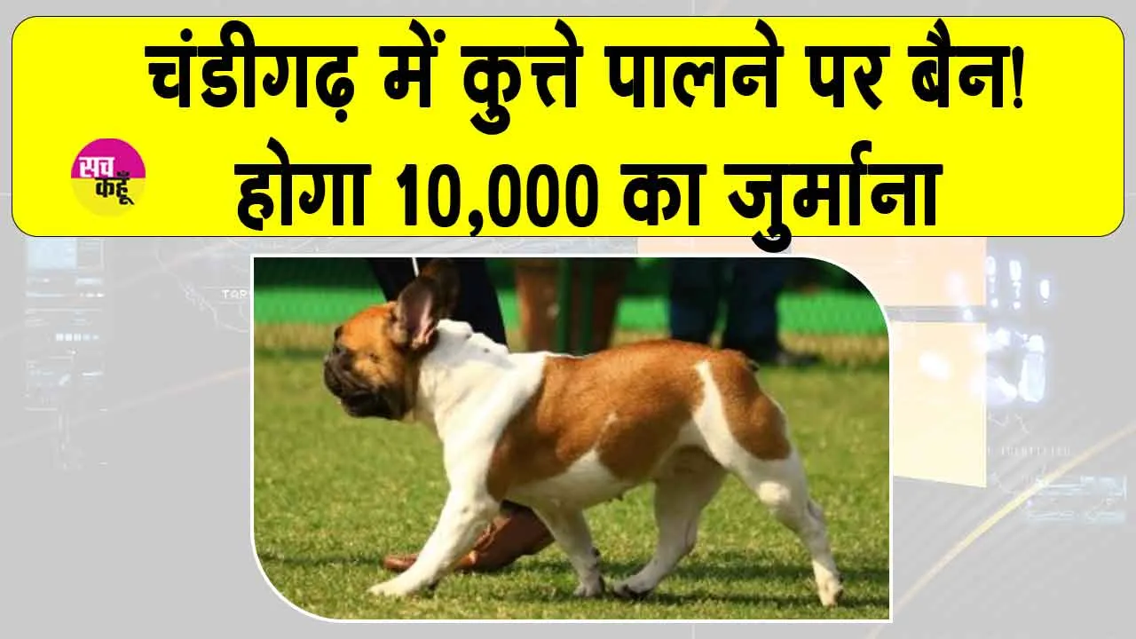 Chandigarh Pet Dog By-Laws: कुत्ता पालने वालों पर सख्ती, नियम तोड़ने पर होगा 10 हजार जुर्माना