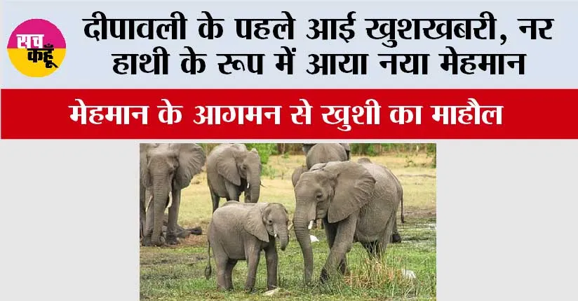 दीपावली के पहले आई खुशखबरी, नर हाथी के रूप में आया नया मेहमान