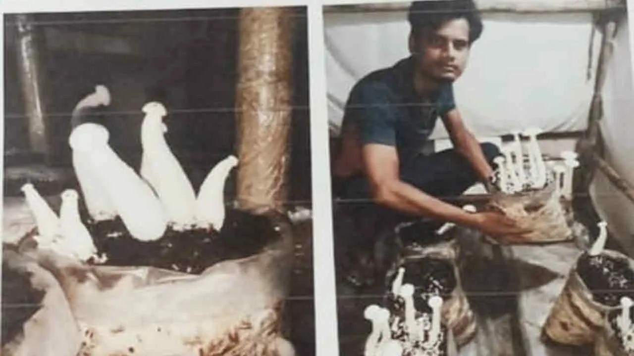 Dudhiya Mushroom: दो भाईयों द्वारा मिलकर मिल्की मशरूम प्रजाति को उगाने का किया जा रहा है कार्य