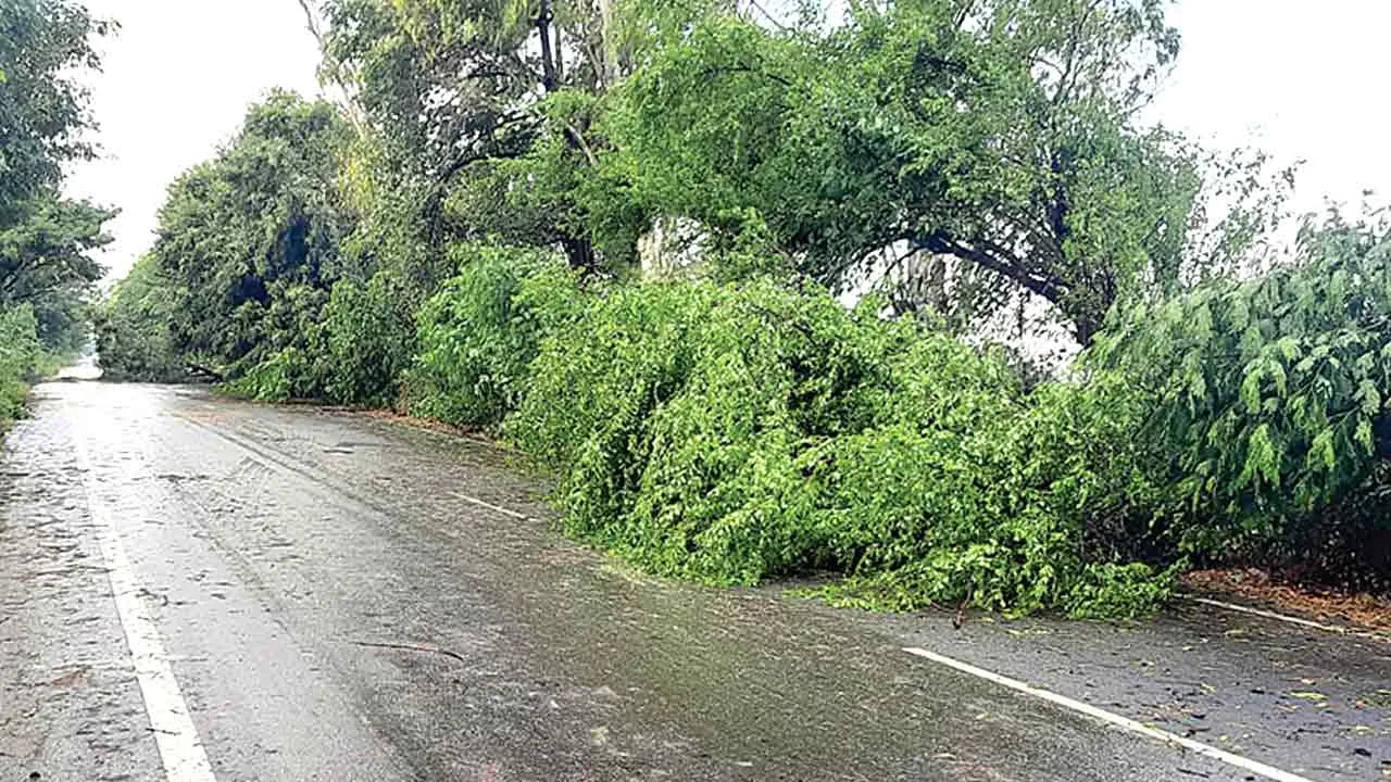 Heavy Rain: तेज बारिश व आंधी से बिछी धान की फसलें, पेड़ टूटकर सड़कों पर बिखरे