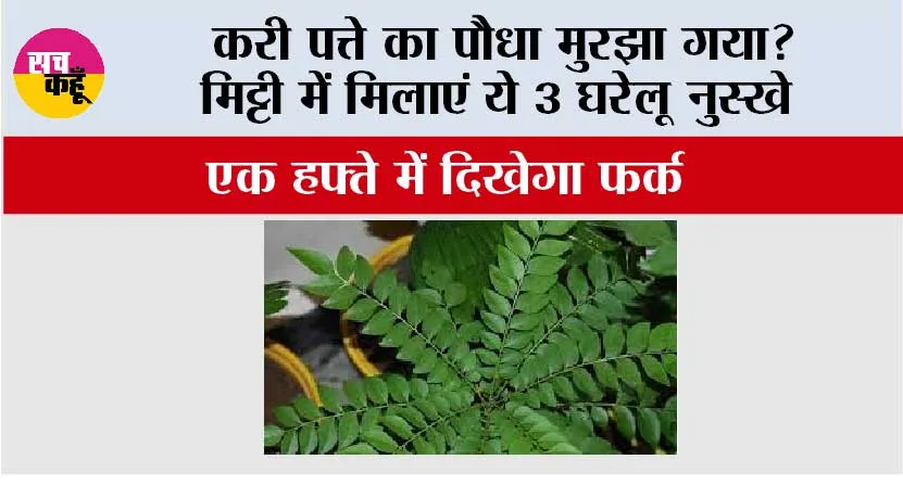 Gardening Tips: करी पत्ते का पौधा मुरझा गया? मिट्टी में मिलाएं ये 3 घरेलू नुस्खे, एक हफ्ते में दिखेगा फर्क
