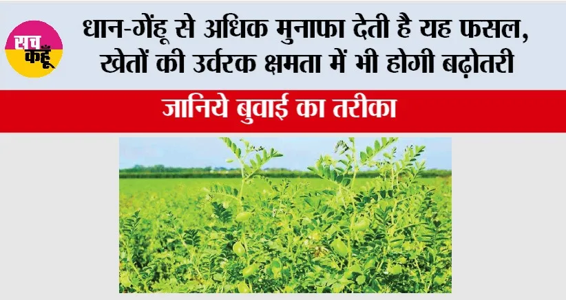 Gram Cultivation: धान-गेंहू से अधिक मुनाफा देती है यह फसल, खेतों की उर्वरक क्षमता में भी होगी बढ़ोतरी, जानिये बुवाई का तरीका