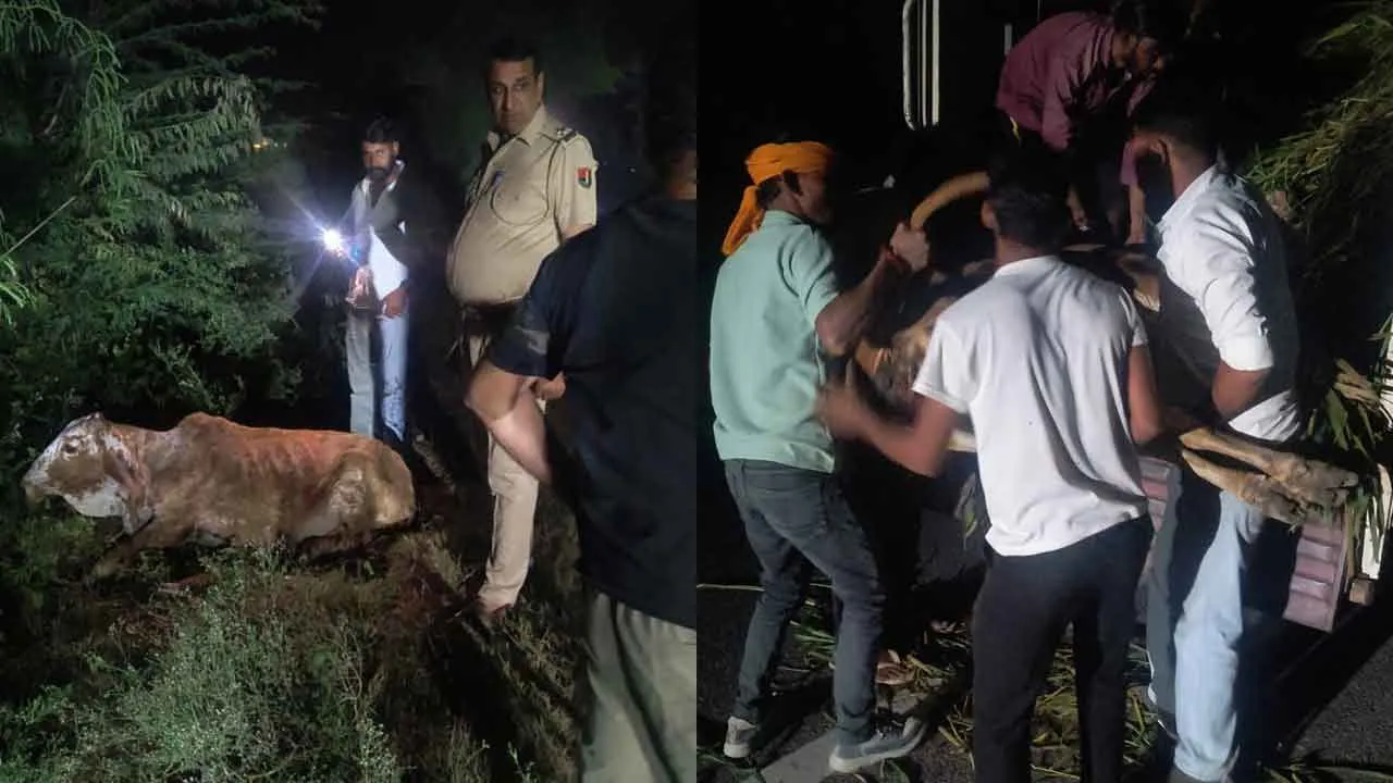 Hanumangarh: हनुमानगढ़ के पुलिस कर्मियों ने घायल गोवंश को पहुंचाया गोशाला