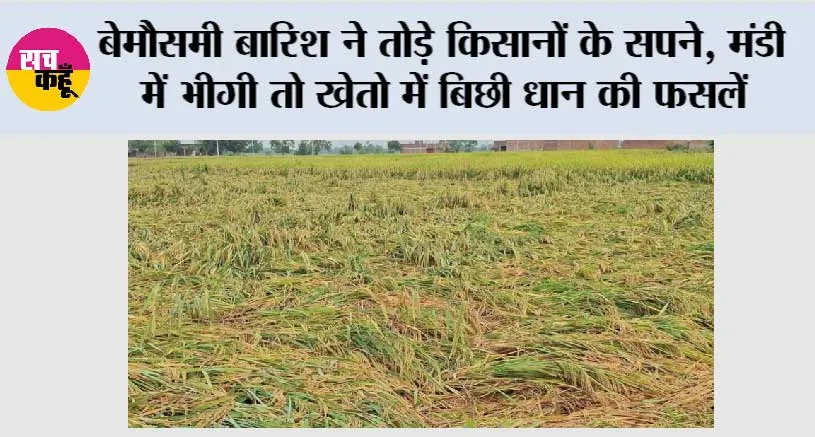 बेमौसमी बारिश ने तोड़े किसानों के सपने, मंडी में भीगी तो खेतो में बिछी धान की फसलें