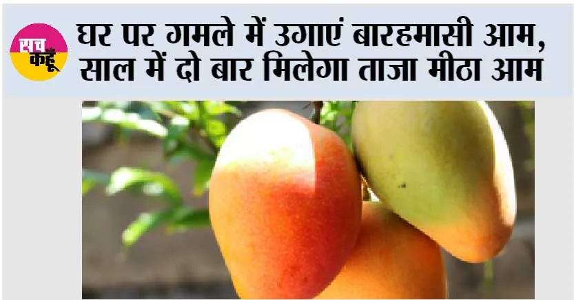MANGO Plant Care: घर पर गमले में उगाएं बारहमासी आम, साल में दो बार मिलेगा ताजा मीठा आम