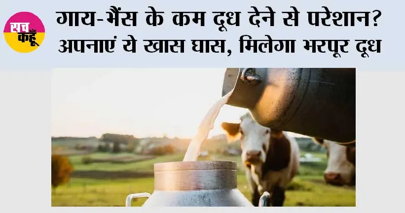 Milk Production: गाय-भैंस के कम दूध देने से परेशान? अपनाएं ये खास घास, मिलेगा भरपूर दूध