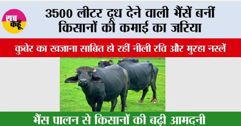 Nili Ravi Buffalo: 3500 लीटर दूध देने वाली भैंसें बनीं किसानों की कमाई का जरिया, ‘कुबेर का खजाना’ साबित हो रहीं नीली रवि और मुरहा नस्लें