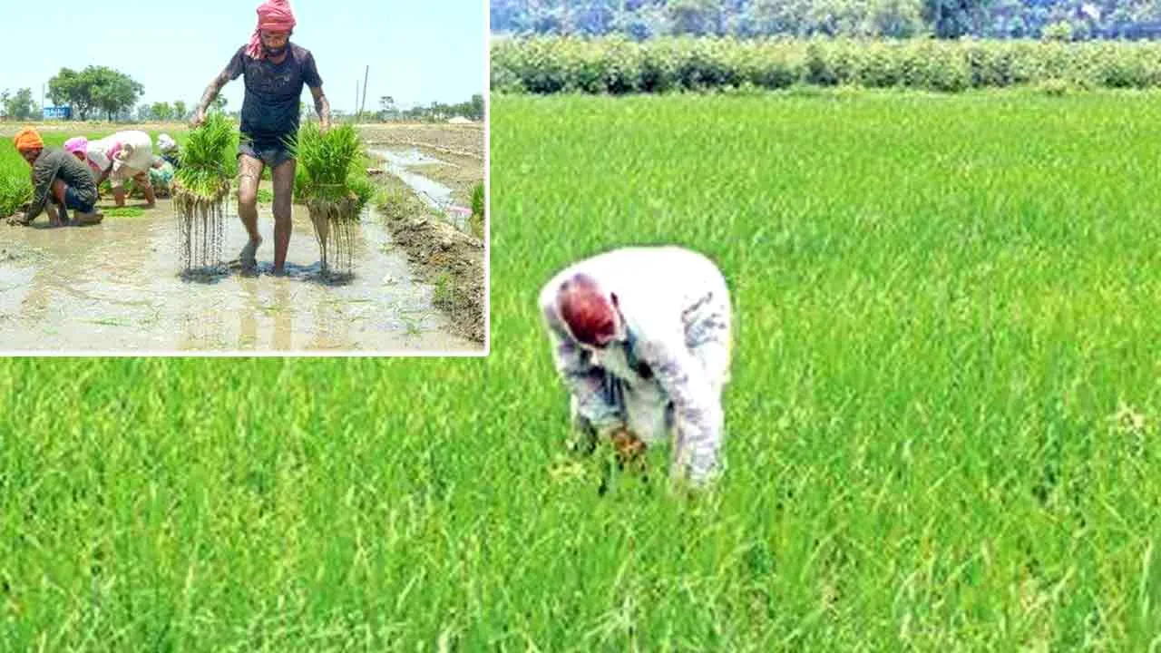 Punjab Government News: मान सरकार है किसानों के साथ: धान की एक-एक बोरी खरीदने का वादा, किसानों को मिल रही पूरी कीमत