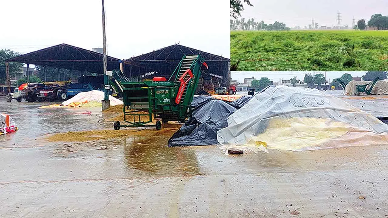Heavy Rain: सुनाम में हुई तेज बारिश, मुरझाए किसानों के चेहरे