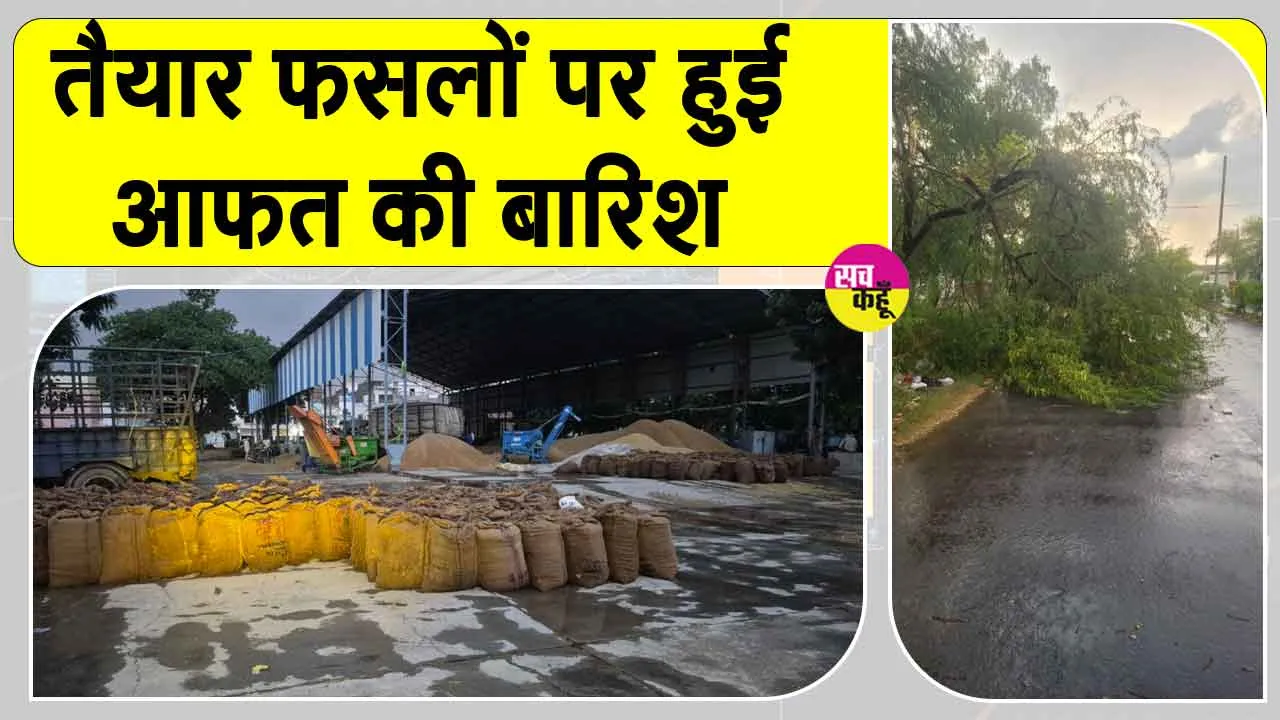 Sirsa Rains: तैयार फसलों पर हुई आफत की बारिश, मंडियों में पड़ा धान भीगा