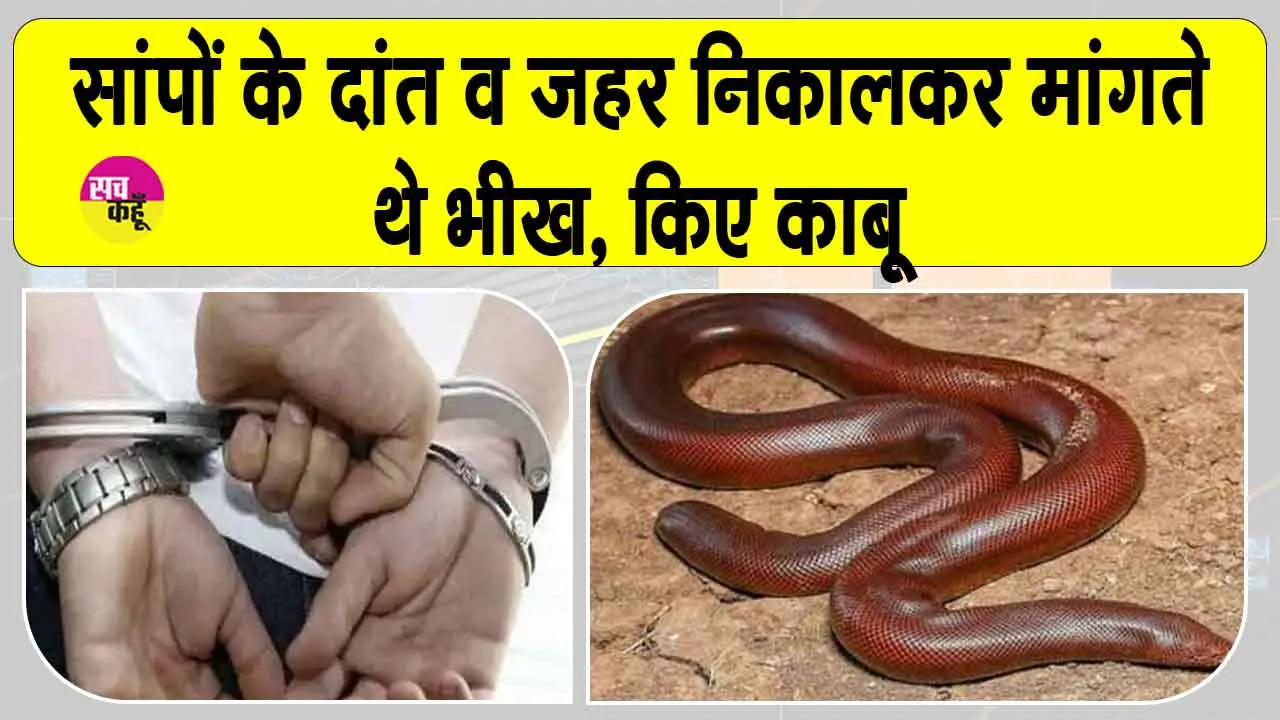 Snake News: सांप का विष व दांत निकालकर भीख मांगने वालों को पकड़ा, सांप मुक्त कराए