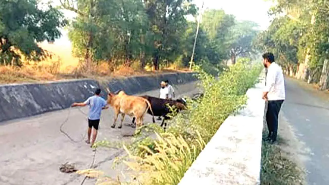 मानवता: बेजुबानों की पुकार पर फरिश्ता बनकर पहुँचे सेवादार