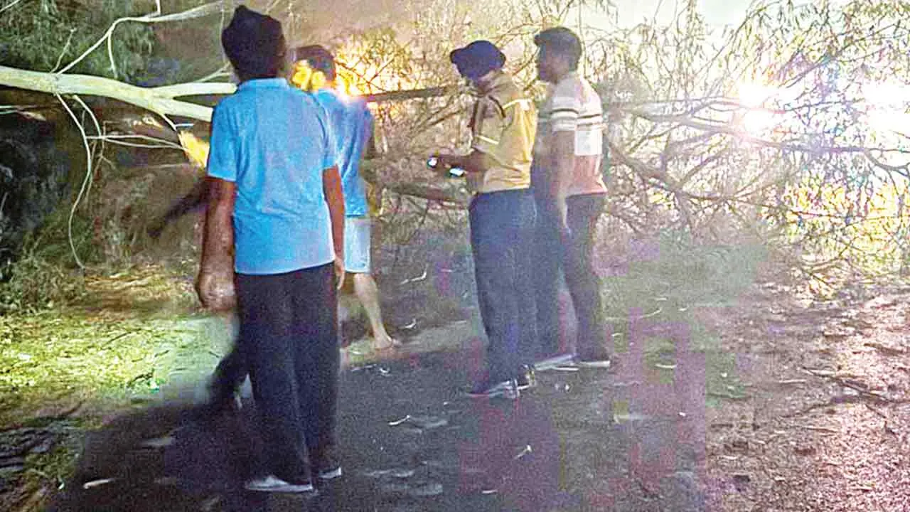 घग्गा रोड पर गिरा पेड़, एसएसएफ व डेरा श्रद्धालुओं ने रास्ता किया बहाल