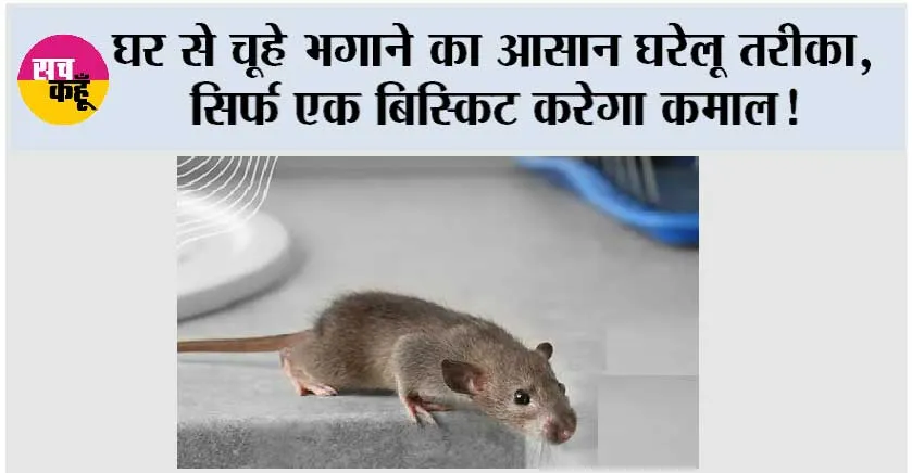 Home Remedy: घर से चूहे भगाने का आसान घरेलू तरीका, सिर्फ एक बिस्किट करेगा कमाल!