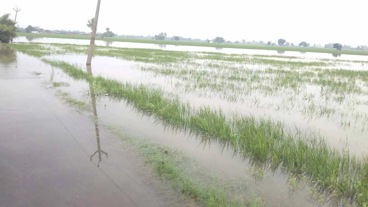 खराब फसलों के मुआवजे का लम्बा होता जा रहा इंतजार, किसान परेशान