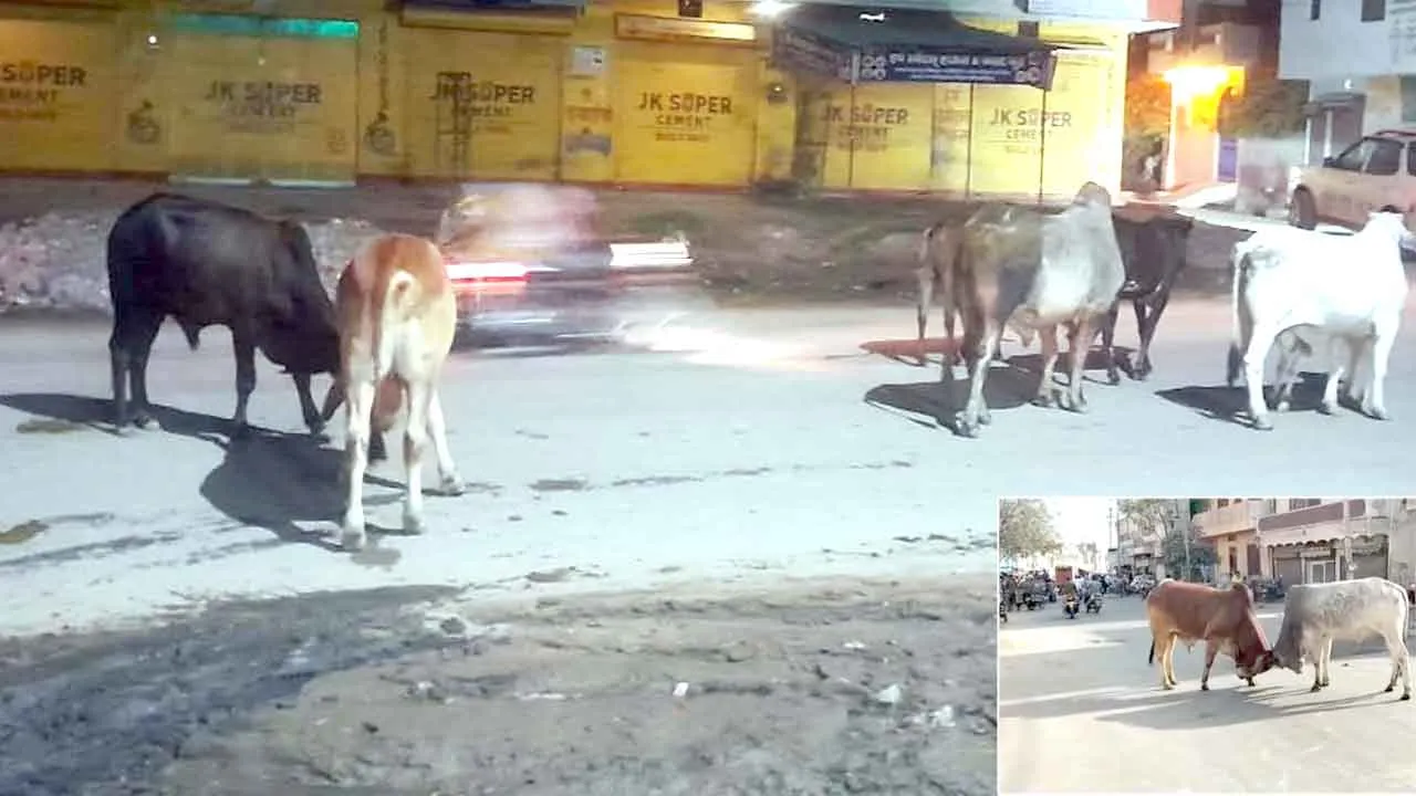 शहर की सड़को पर घूम रहे आवारा पशु, डीसी ने स्थाई समाधान के दिए निर्देश