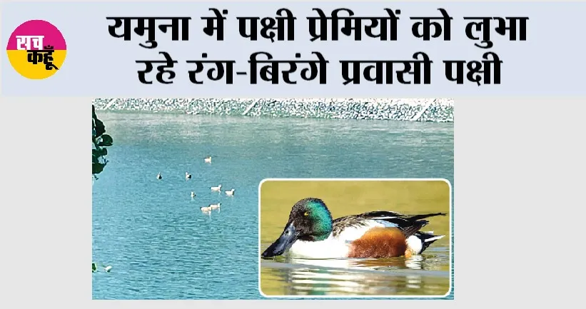 Kalesar National Park: यमुना में पक्षी प्रेमियों को लुभा रहे रंग-बिरंगे प्रवासी पक्षी 