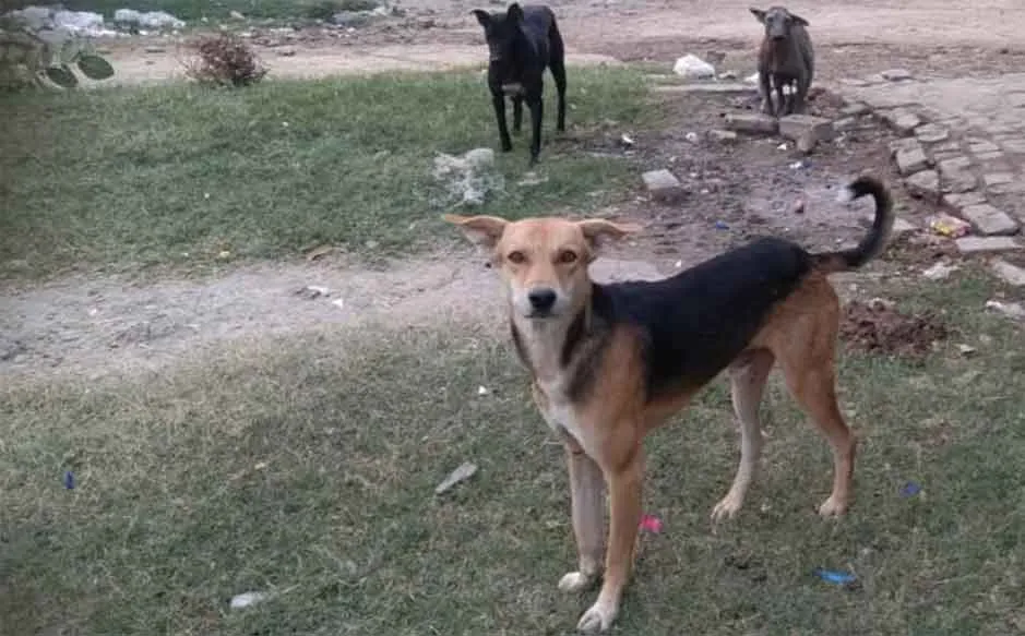 कलायत में पागल कुत्ते का आतंक, रेबीज संक्रमण फैलने की गहरी दहशत, अस्पताल में वैक्सीन खत्म