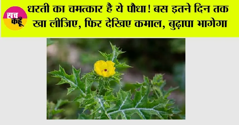 Satyanashi Plant Benefits: धरती का चमत्कार है ये पौधा! बस इतने दिन तक खा लीजिए, फिर देखिए कमाल…