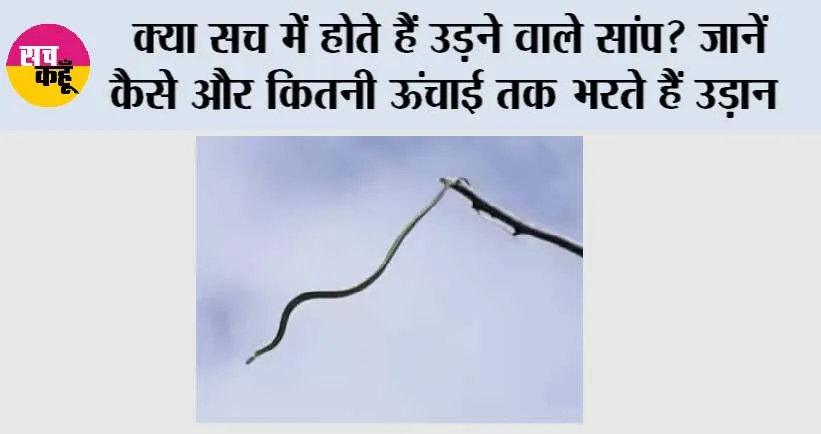 Snakes News: क्या सच में होते हैं उड़ने वाले सांप? जानें कैसे और कितनी ऊंचाई तक भरते हैं उड़ान