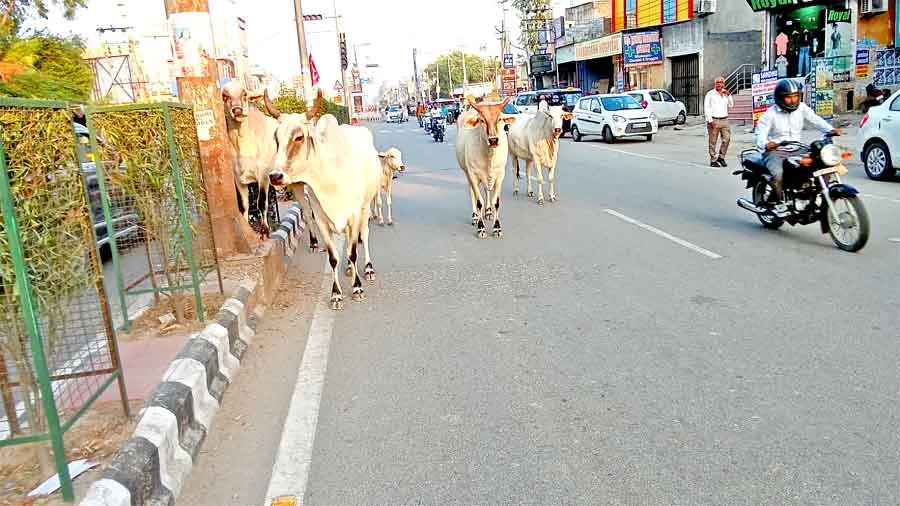 बेसहारा पशुओं की वजह से हुई मौत, तो मिलेंगे 5 लाख रूपये