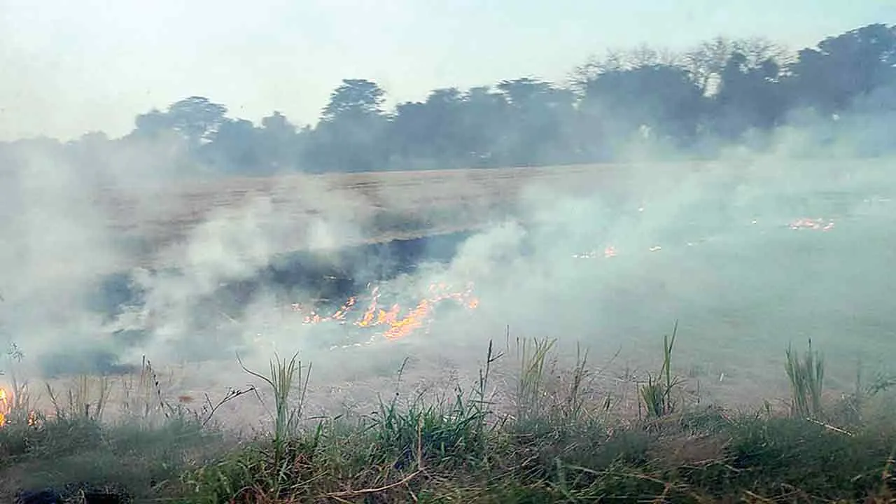 लापरवाही: संगरूर में पराली जलाने के मामलों में वृद्धि, 24 घंटे में 63 स्थानों पर लगी आग