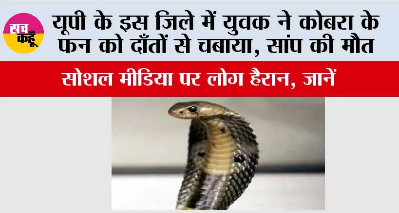 UP Snake News: यूपी के इस जिले में युवक ने कोबरा के फन को दाँतों से चबाया, सांप की मौत, सोशल मीडिया पर लोग हैरान, जानें