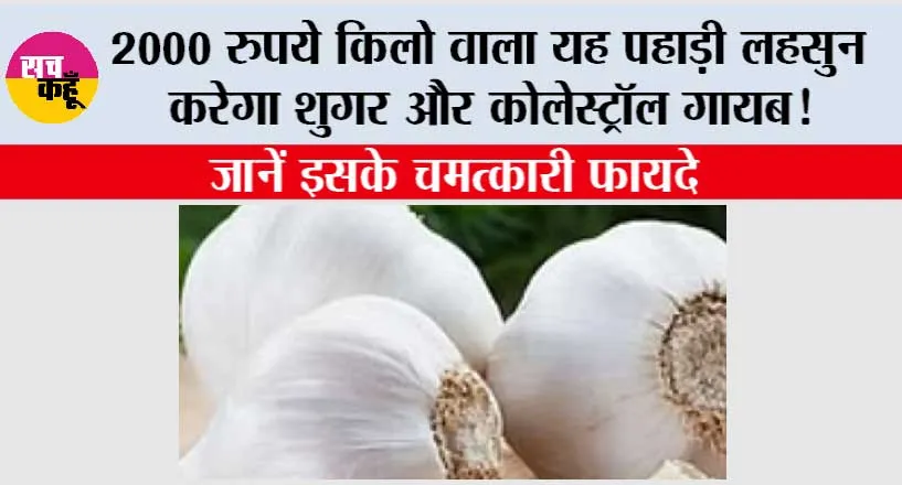 Use Of Kashmiri Garlic: 2000 रुपये किलो वाला यह पहाड़ी लहसुन करेगा शुगर और कोलेस्ट्रॉल गायब! जानें इसके चमत्कारी फायदे