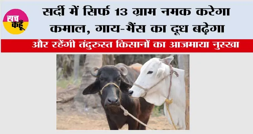 Winter Cow Buffaloes Care: सर्दी में सिर्फ 13 ग्राम नमक करेगा कमाल, गाय-भैंस का दूध बढ़ेगा, किसानों का आजमाया नुस्खा