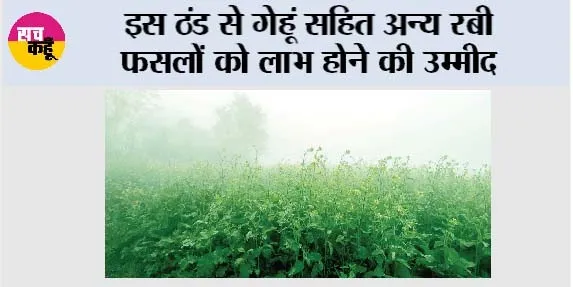Agriculture News: इस ठंड से गेहूं सहित अन्य रबी फसलों को लाभ होने की उम्मीद