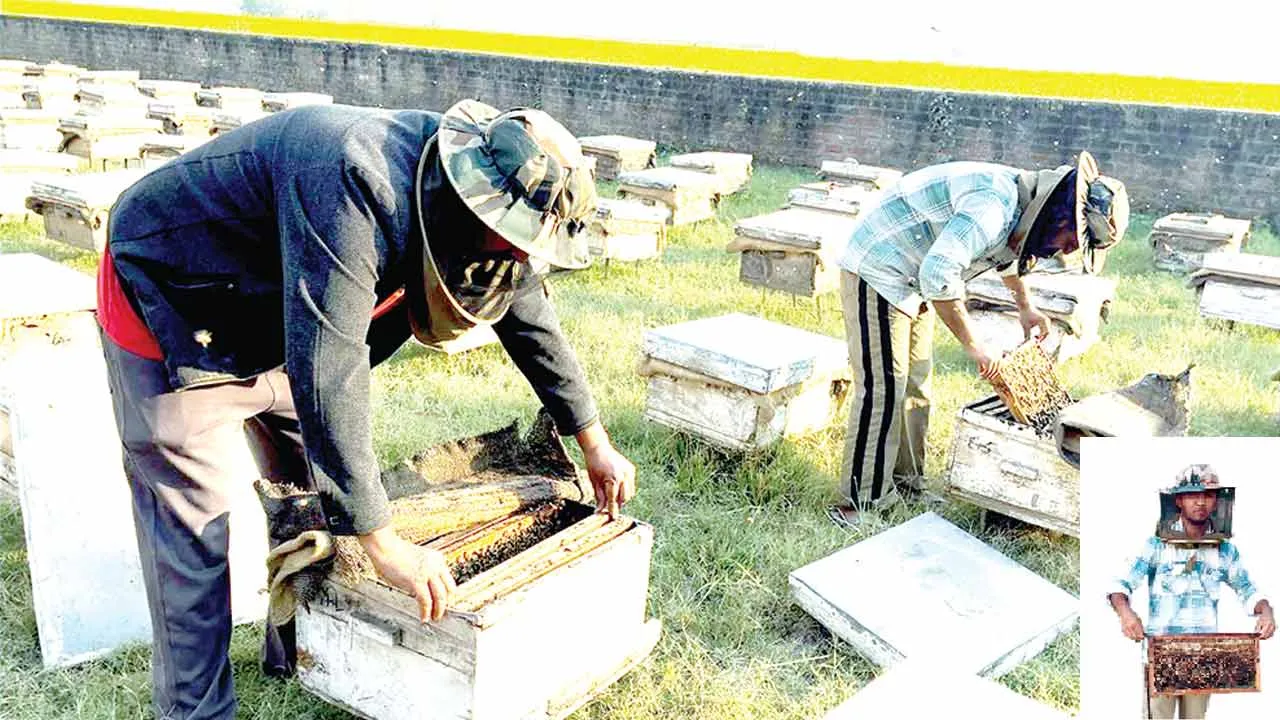 Beekeeping: मैदानी खेतों से पहाड़ी बागानों तक पहुंच रखने वाले मौन पालकों का शहद अर्थशास्त्र है अजब 