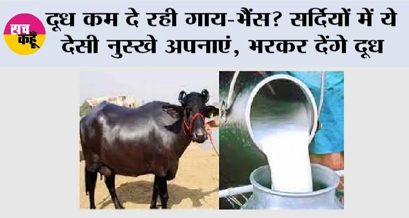Farmers News: दूध कम दे रही गाय-भैंस? सर्दियों में ये देसी नुस्खे अपनाएं, भरकर देंगे दूध