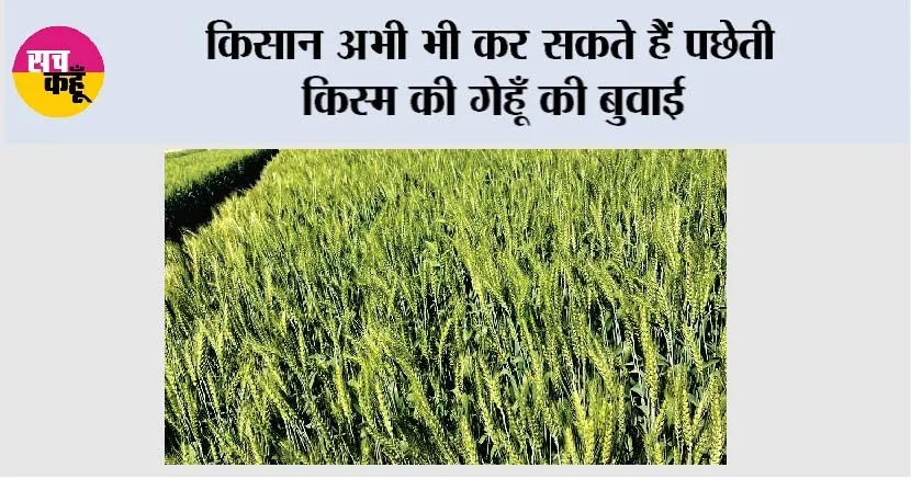 किसान अभी भी कर सकते हैं पछेती किस्म की गेहूँ की बुवाई