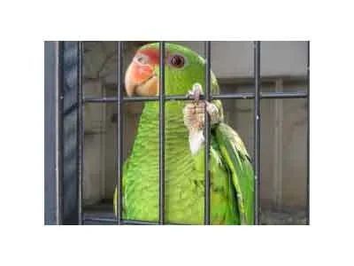 Parrot Story: जैसा संग वैसा रंग