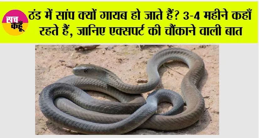 Snake News: ठंड में सांप क्यों गायब हो जाते हैं? 3-4 महीने कहाँ रहते हैं, जानिए एक्सपर्ट की चौंकाने वाली बात