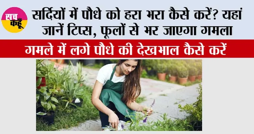 Winter Gardening Tips: सर्दियों में पौधे को हरा भरा कैसे करें? यहां जानें टिप्स, फूलों से भर जाएगा गमला