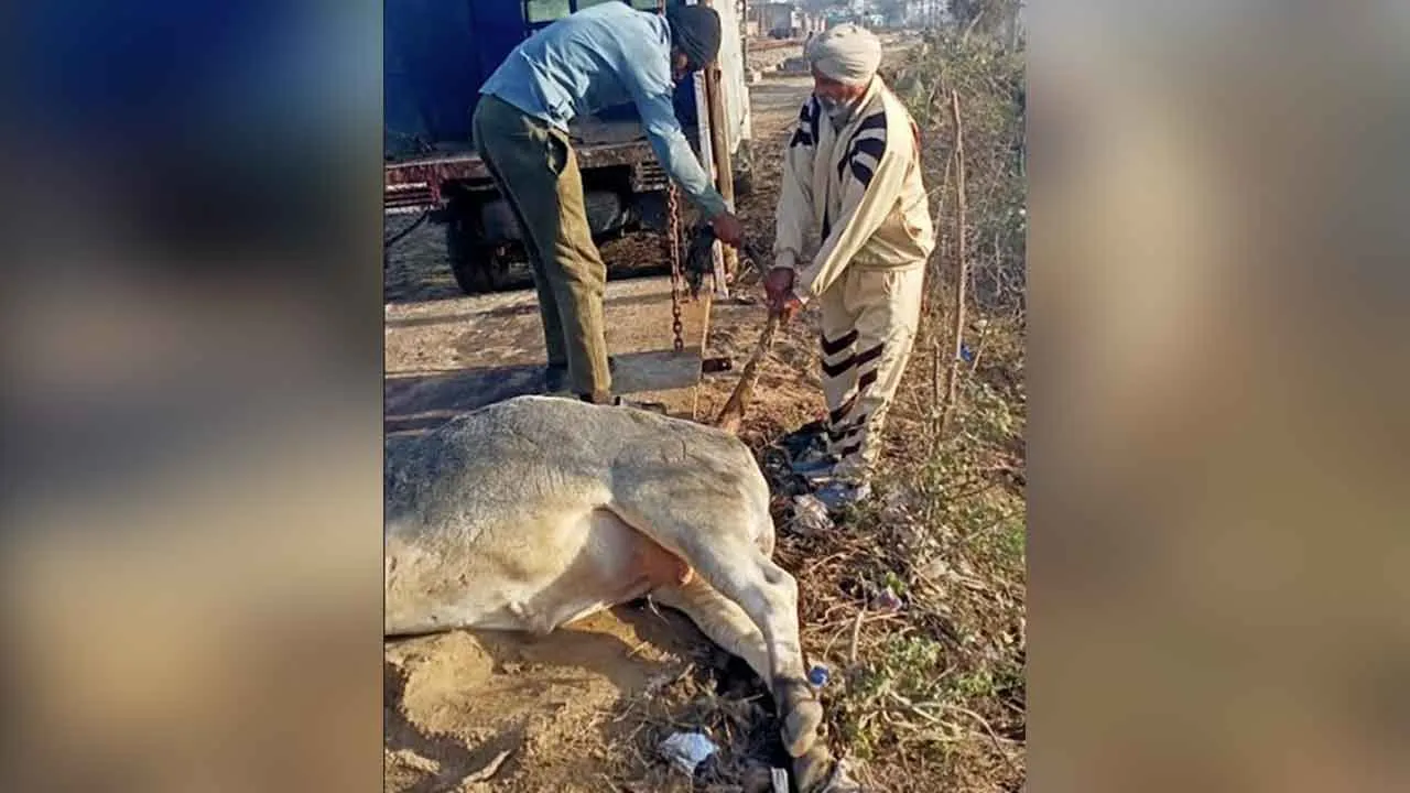 घायल सांड का रेस्क्यू कर शाह सतनाम जी ग्रीन एस वेलफेयर कमेटी ने बचाई जान
