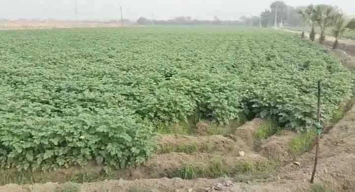 Farmers News: पाला में फसलों को नुकसान न हो, कृषि विभाग ने किसानों के लिए जारी की सलाह