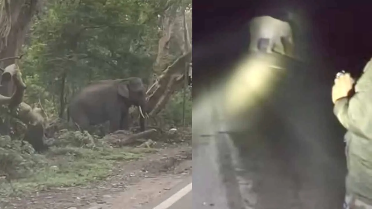 कलेसर राष्ट्रीय उद्यान से सटे इलाकों में हाथियों का खतरा बढ़ा, दहशत में किसान