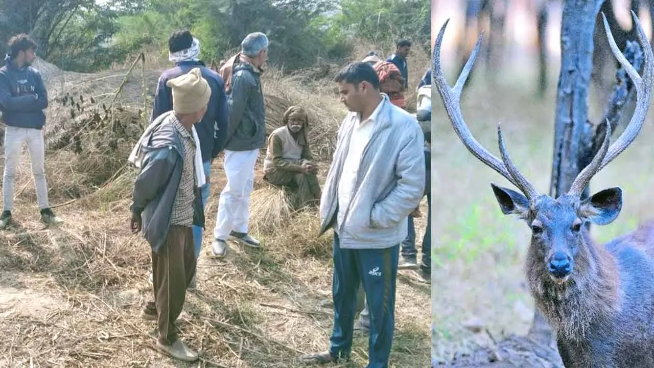 साँभर हिरन के सींग काटने के मामले में नामजद सहित आधा दर्जन पर एफआईआर